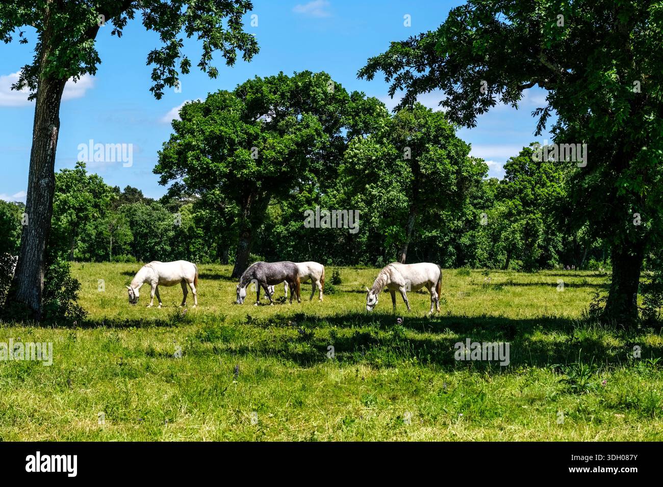 Weiße Lipizzanerpferde, die im Schatten großer Bäume auf dem Gestüt Lipica weiden, mit einer sonnigen Wiese in der Ferne. Stockfoto