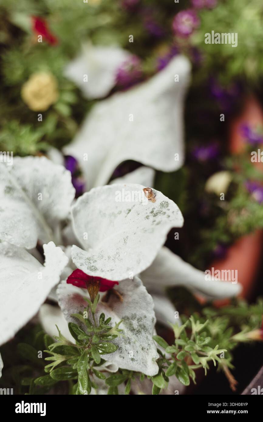 Nahaufnahme weißer, staubiger miller-Blätter mit winzigem Insekten im Garten Stockfoto