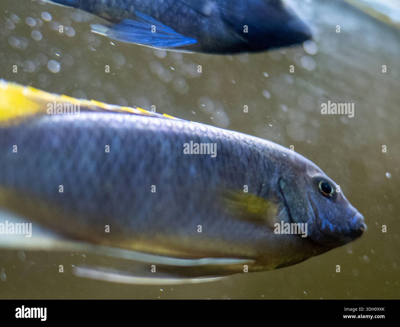 Nahaufnahme von Cyphotilapia frontosa, die in der Nähe der Tankoberfläche gleitet Stockfoto