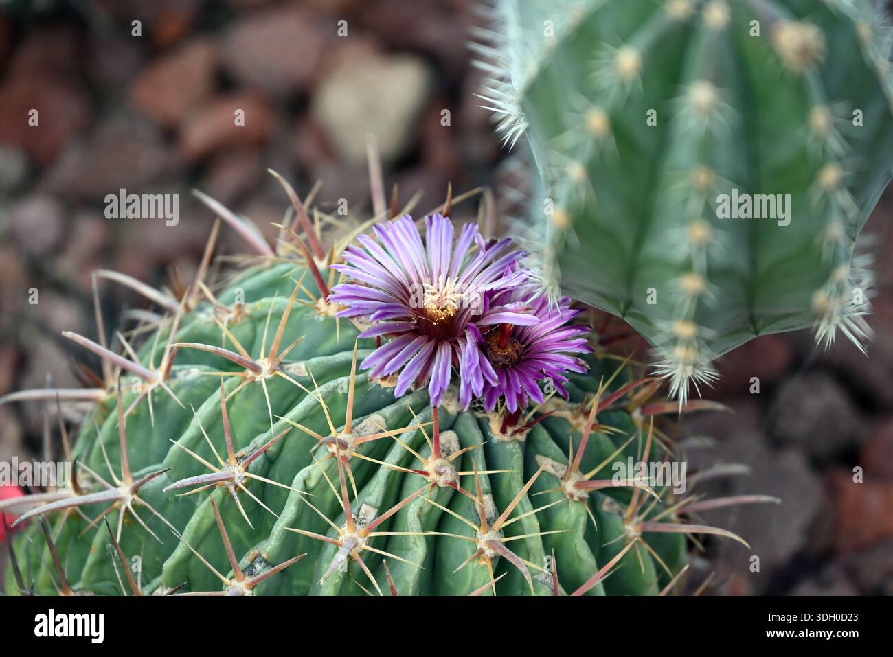 Ein Kakteen mit violetter Blüte im Garten Stockfoto