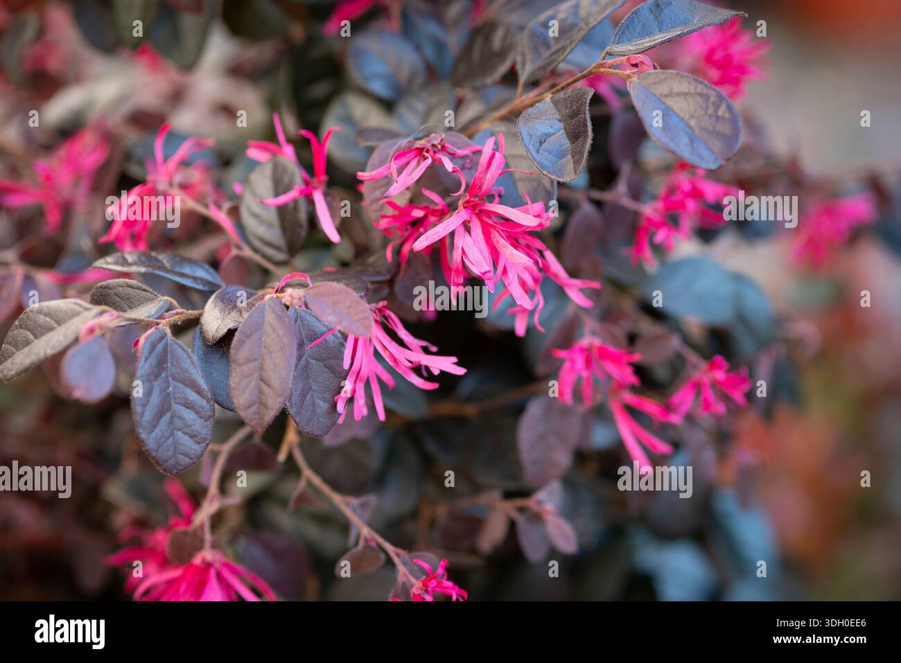 Rosa Blumen von Loropetalum Chinense, Black Pearl Plant Stockfoto