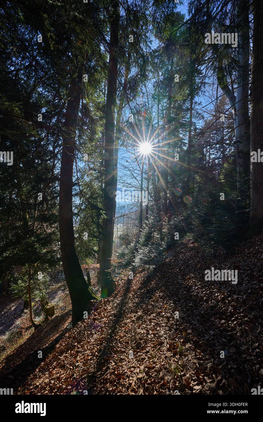 Sonnenstrahlen, die an einem kalten Wintertag in den Allgäuer Alpen durch die Baumkronen eines Fichtenwaldes leuchten, schaffen eine stimmungsvolle alpine Waldszene mit Glo Stockfoto