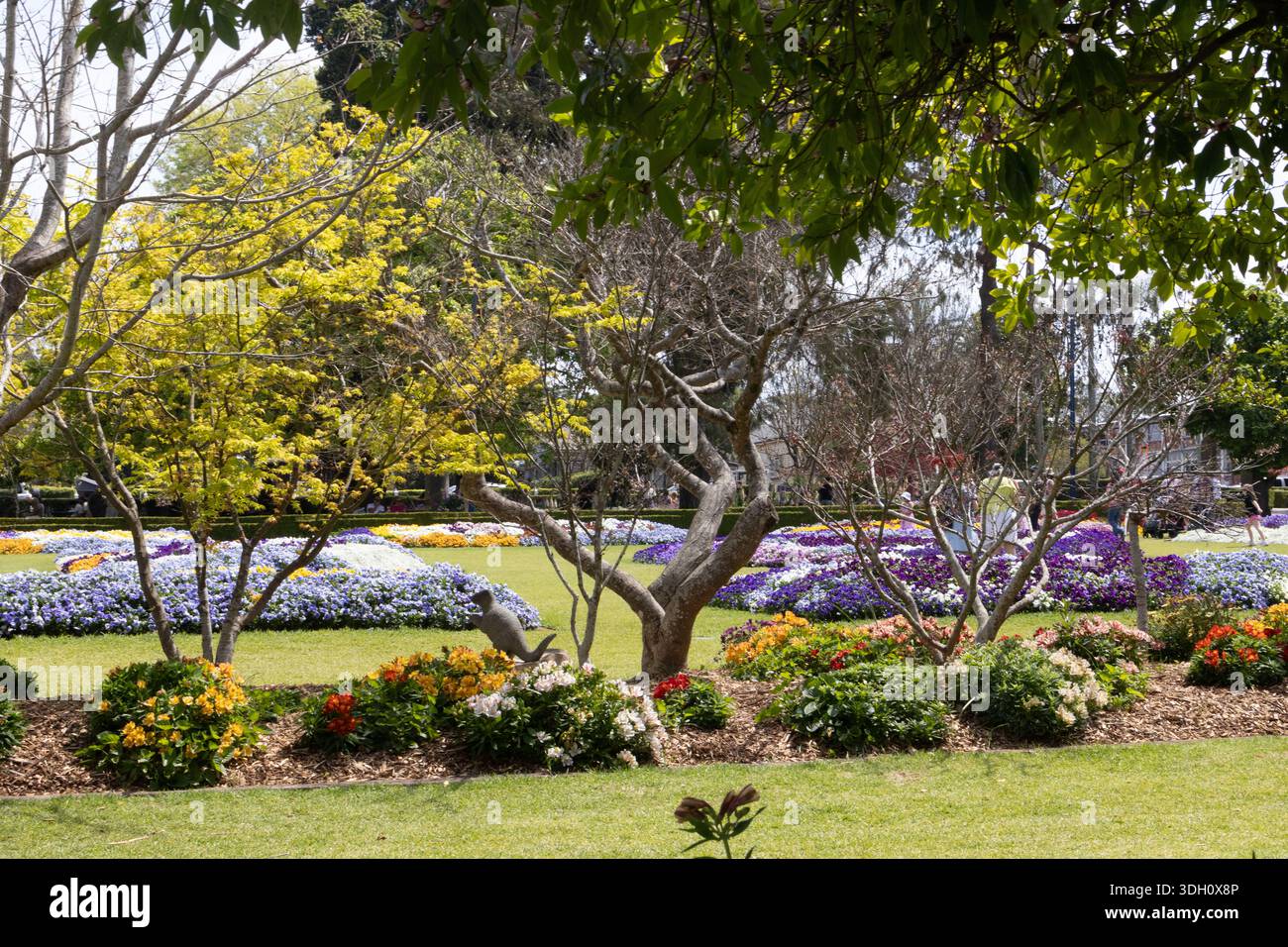 Blumenvorführungen im Laurel Bank Park während des Toowoomba Carnival of Flowers, 2025. Stockfoto