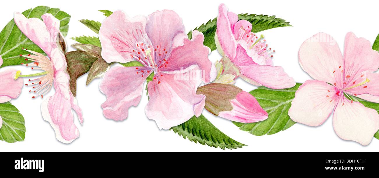 Blumenrand mit Kirschblüten, nahtloses horizontales Layout, handbemalter Stil mit Sakura-Blüten und -Blättern, wiederholtes Muster für Frühlingsbranding Stockfoto