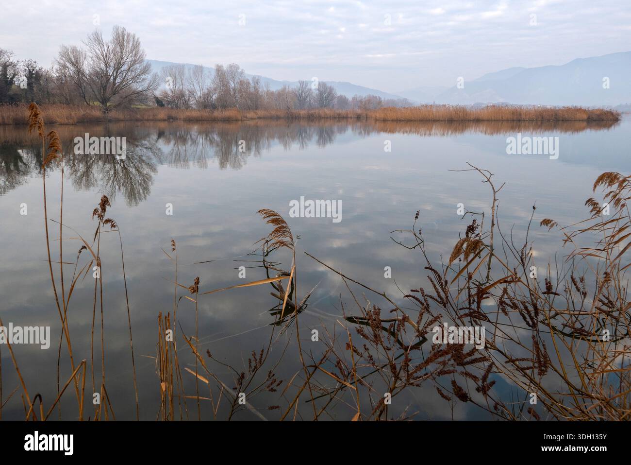 Ein ruhiger Winterblick im Naturschutzgebiet Torbiere d’Iseo mit hohem Schilf, immer noch reflektierendem Wasser und weit entfernten Hügeln unter einem weichen bewölkten Himmel. Stockfoto