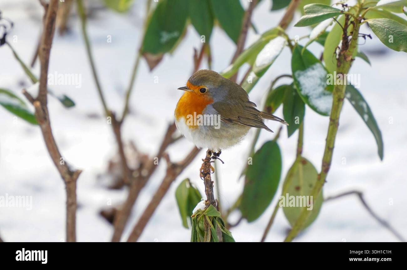 Ein Europäischer Rotkehlchen (Erithacus rubecula), in Busch, Schnee, Winter, Niederlande. Stockfoto