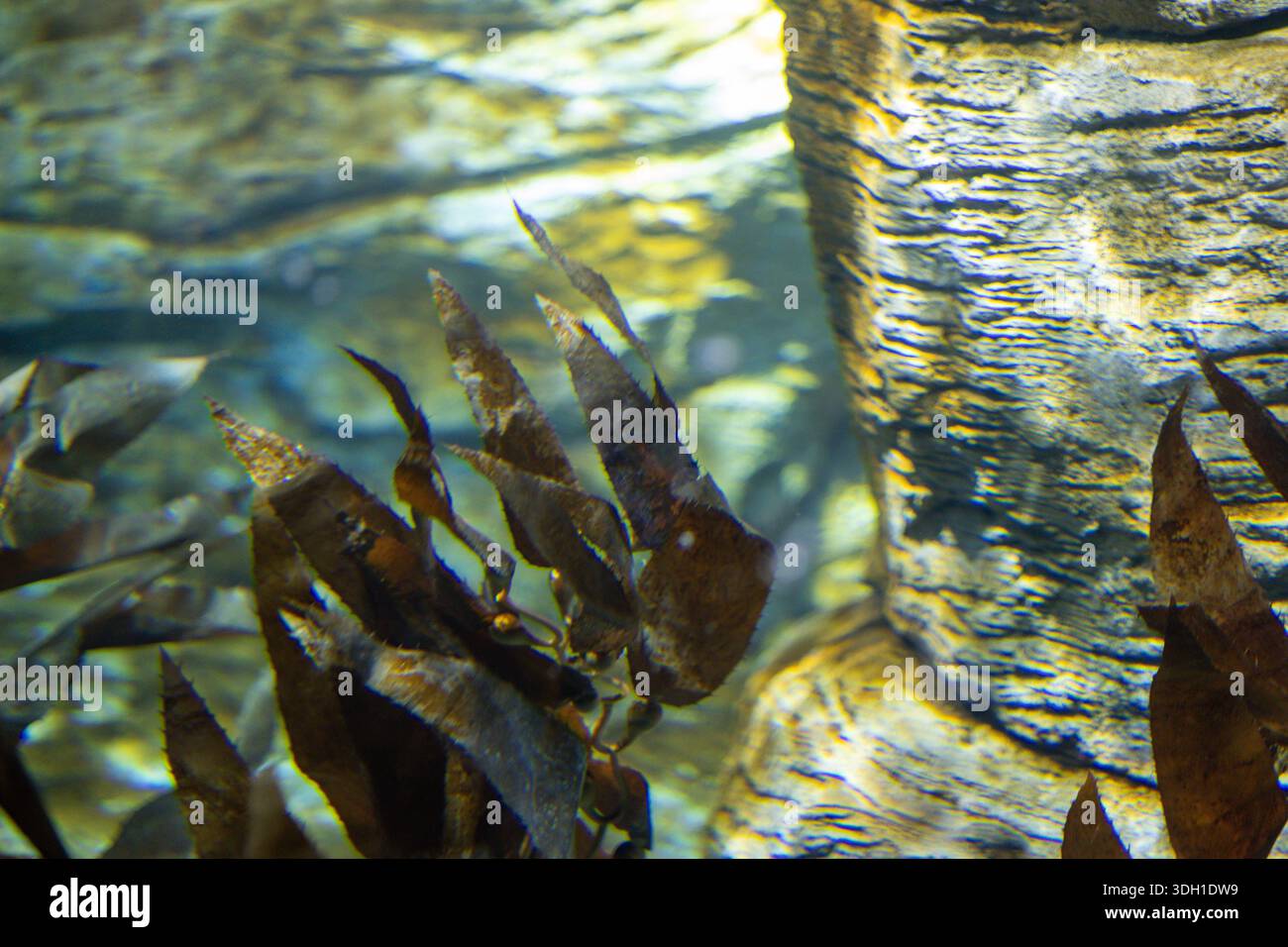 Aus nächster Nähe sehen Sie braune Seetangalgen, die sich neben einem strukturierten Felsenriff in einer Unterwasserumgebung bewegen. Das Bild zeigt die Details des Meeres Stockfoto