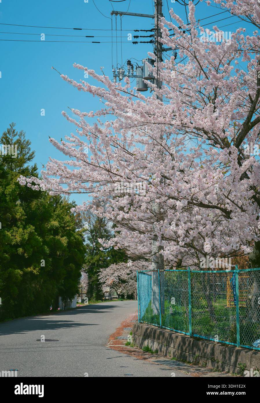 Kirschblüte in voller Blüte in der ländlichen Landschaft von Aizu-Wakamatsu, Japan. Stockfoto