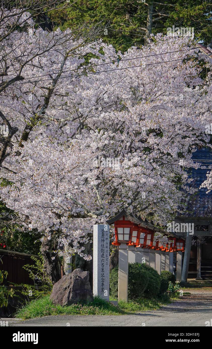 Im April blühen in Aizu-Wakamatsu Kirschblüten. Stockfoto