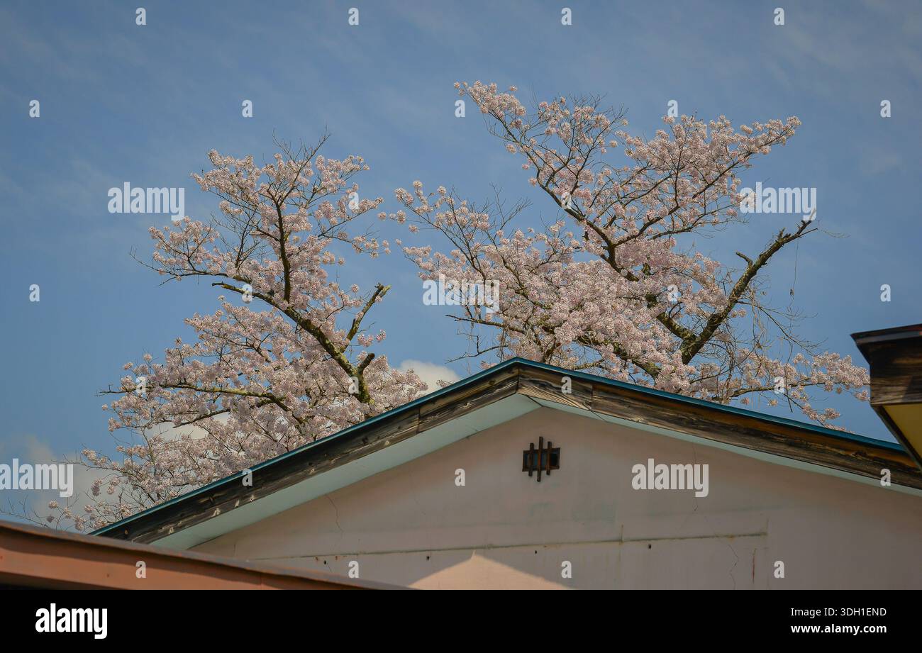Dächer mit blühenden Kirschblüten in Aizu-Wakamatsu, Japan. Stockfoto