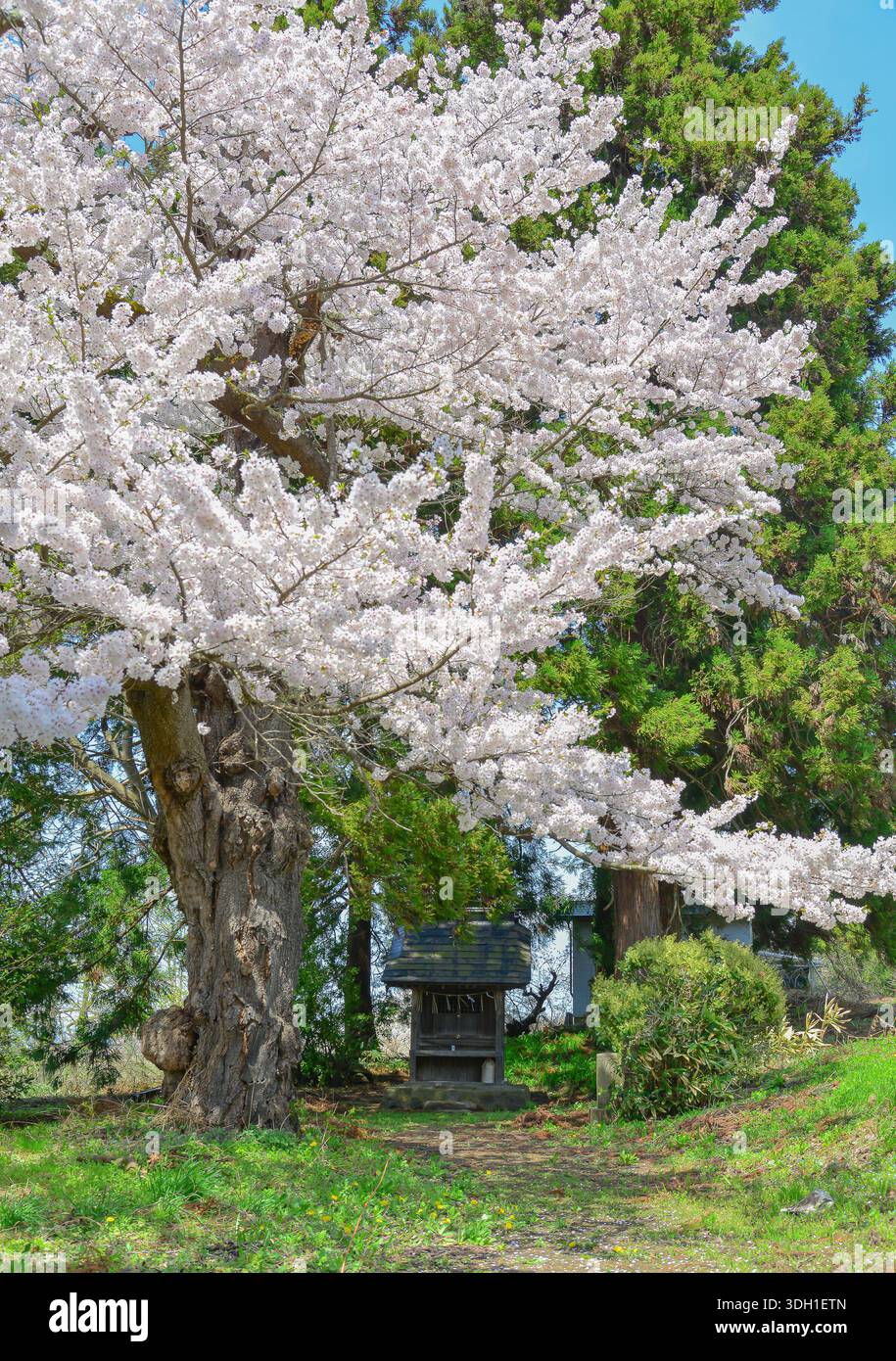 Kirschblüte in voller Blüte in der ländlichen Landschaft von Aizu-Wakamatsu, Japan. Stockfoto