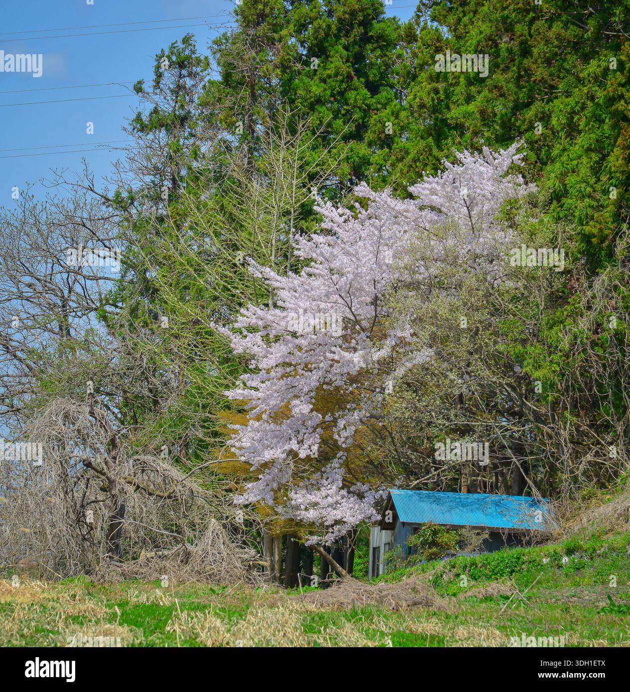 Kirschblüte in voller Blüte in der ländlichen Landschaft von Aizu-Wakamatsu, Japan. Stockfoto