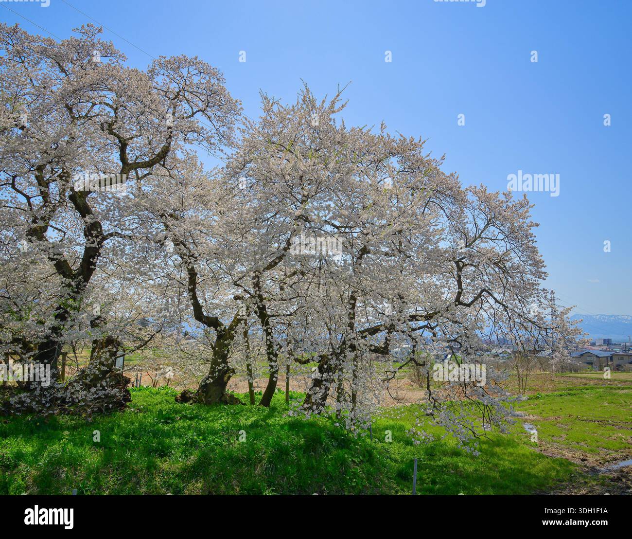 Kirschblüte in voller Blüte in der ländlichen Landschaft von Aizu-Wakamatsu, Japan. Stockfoto