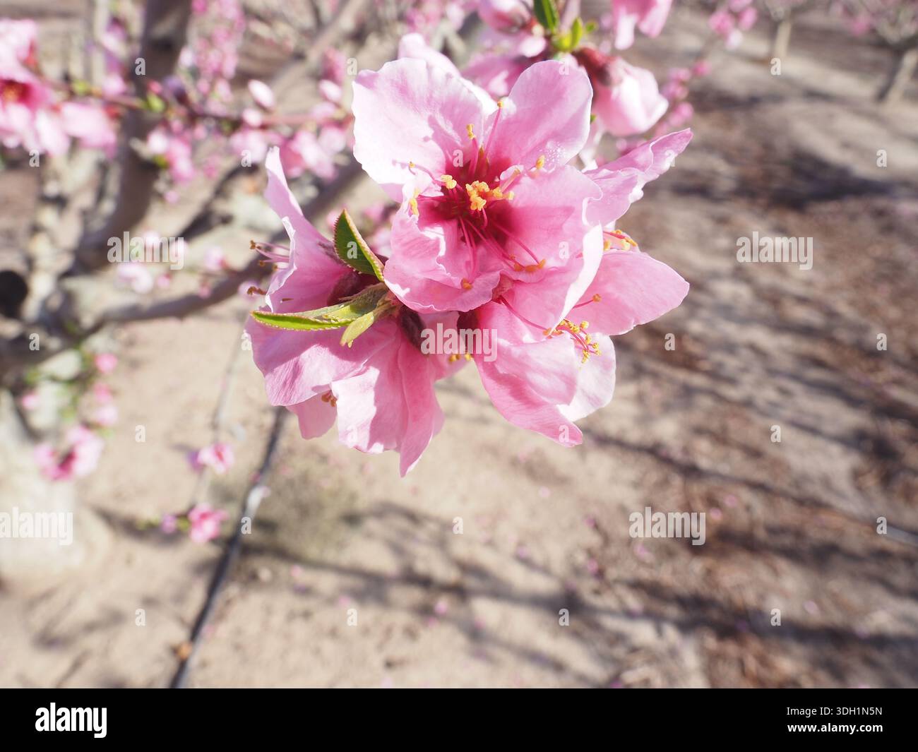 Zarte rosafarbene Frühlingsblüte im Sonnenlicht Stockfoto