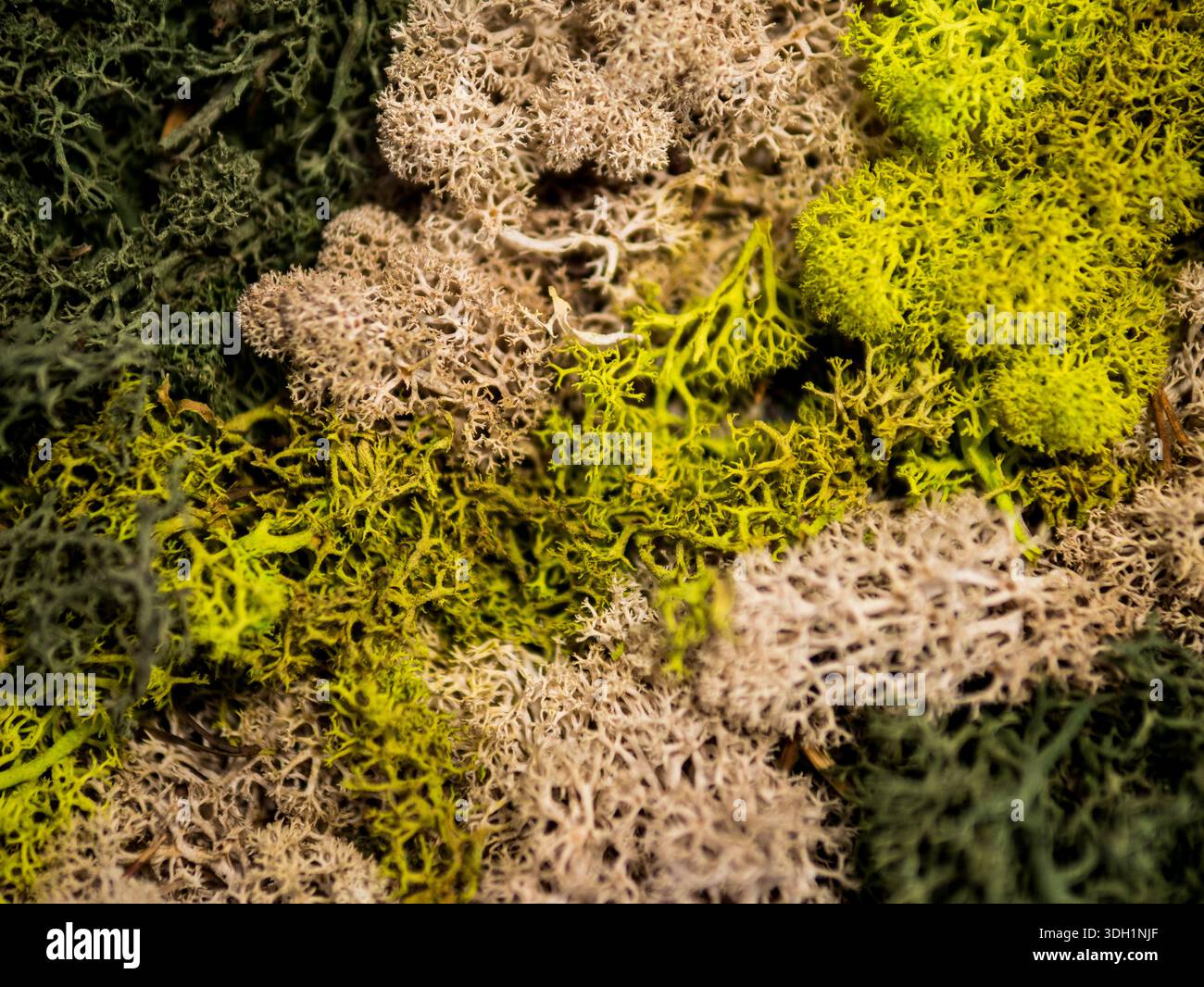 Nahaufnahme der natürlichen Flechten- und Moos-Textur in Grün und Beige Stockfoto