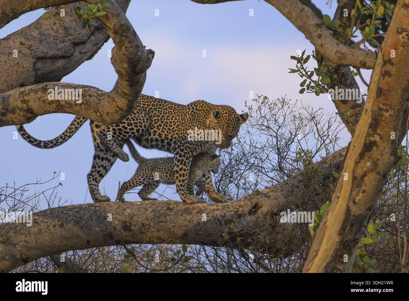 Ein Leopard, der sein Junges an einem Baum entlang führt, der sich vor einem Abendhimmel befindet, Panthera pardus, Tansania Stockfoto
