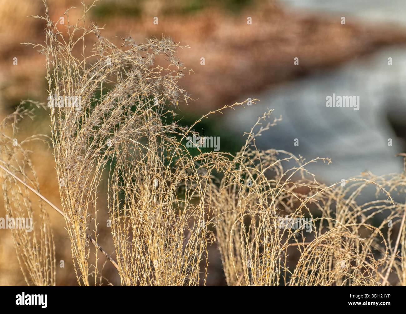 Schilf von chinesischem Seegras Stockfoto