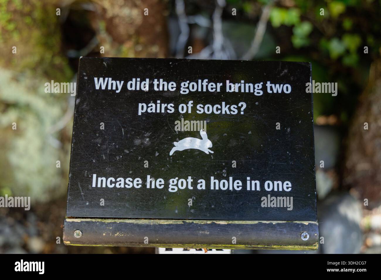 Golfspieler Bringen Zwei Paar Socken Mit Stockfoto