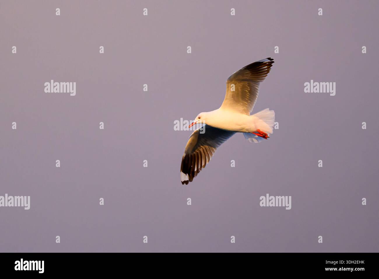 Eine Silbermöwe (Chroicocephalus novaehollandiae) im Flug bei Sonnenaufgang über Lady Elliot Island, Great Barrier Reef, Australien. Stockfoto