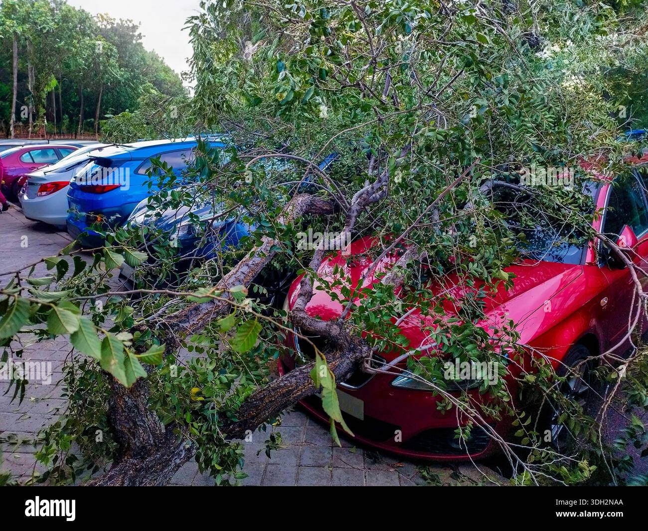 Umgefallene Äste auf Autos nach starken Winden, die durch einen Sturm verursacht wurden, zeigen Wetterschäden in einem städtischen Gebiet. Spanien. Stockfoto