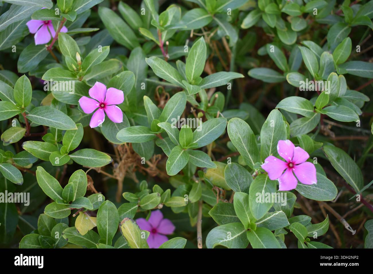 Die schöne Plumeria Blumen Blick auf die Pflanze im Garten Stockfoto