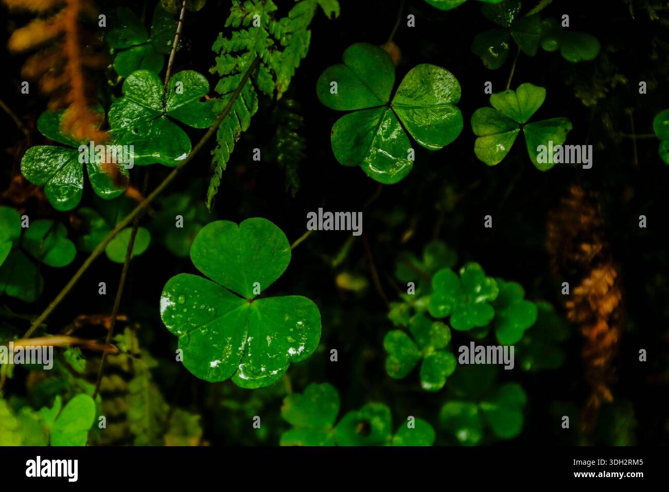 Sauerampfer/Schamrock/Oxalis acetosella in Glenariff, Antrim, Nordirland Stockfoto