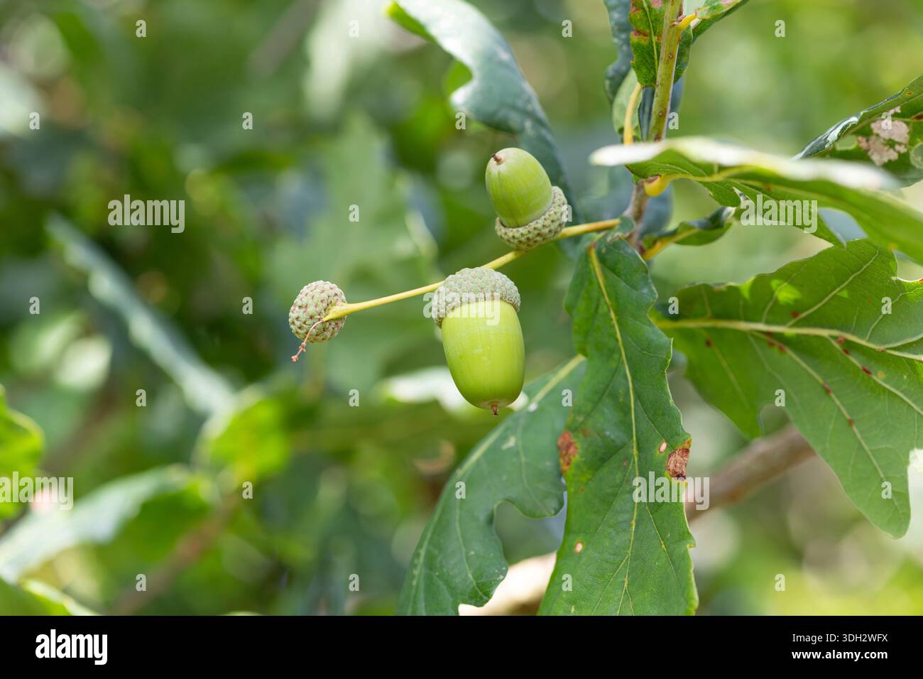 Nahaufnahme von Eicheln auf einer englischen Eiche (quercus robur) Stockfoto