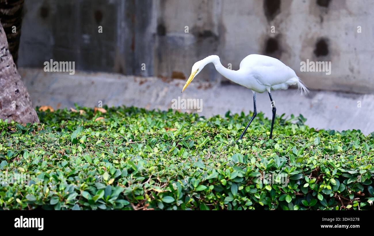 Großer Weißreiher auf der Jagd nach Echsen in Miami Beach, Florida, USA Stockfoto