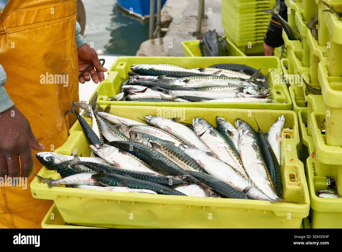 Fischer verarbeiten und sortieren frisch gefangener Makrelen in gelben Kunststoffkisten in einem Fischerhafen, um sich auf den Verkauf vorzubereiten. Santona, kantabrien Stockfoto