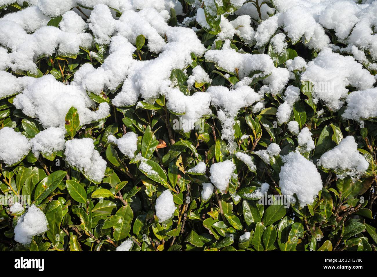 Schnee auf einer Kirschlorbeer-Hecke Stockfoto