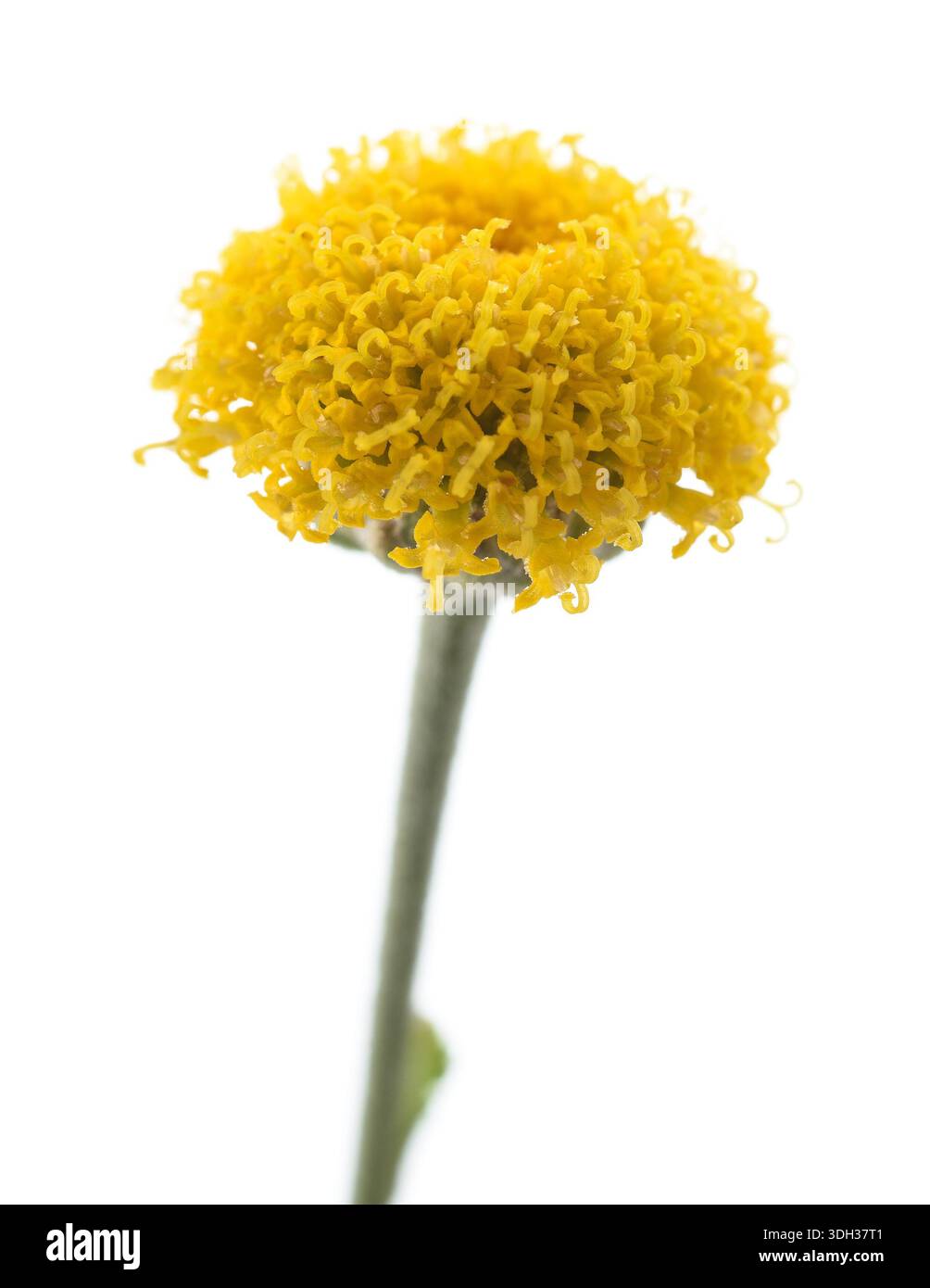 Lavendelbaumwollblüten isoliert auf weiß Stockfoto