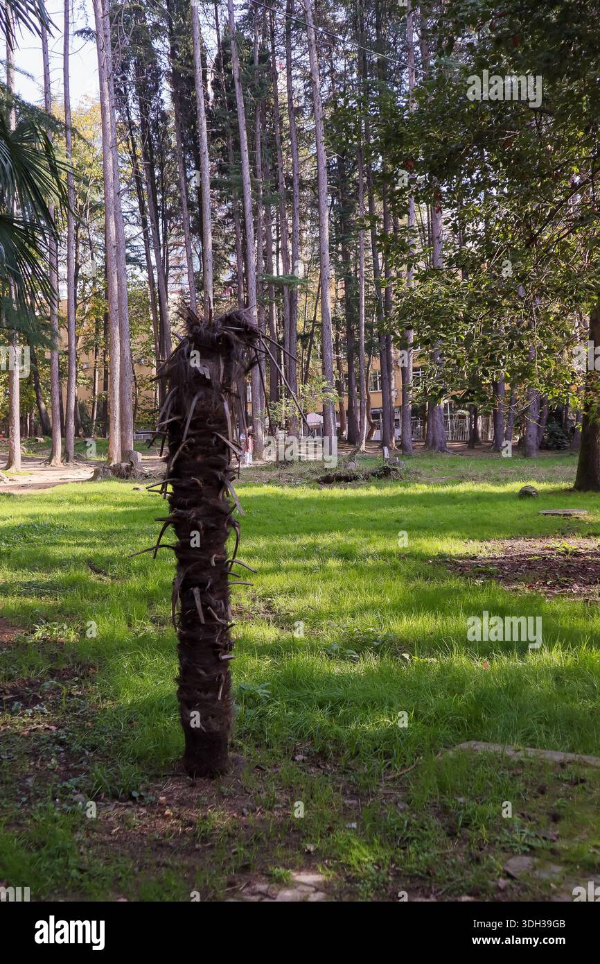 Ruhige Waldlichtung im Stadtpark mit hohen Zedernholzkiefern, gefällten Stämmen und grünem Gras bei weichem Tageslicht. Stockfoto