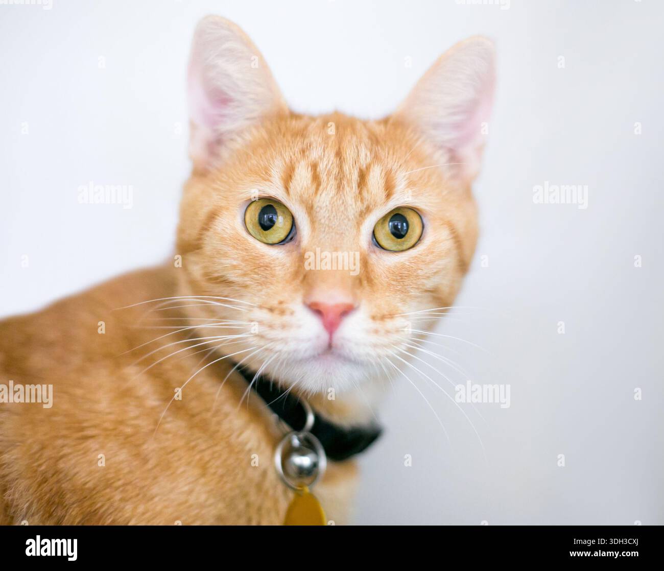 Eine Ingwer- oder orangene Tabby-Kurzhaarkatze mit Kragen und Anhänger Stockfoto