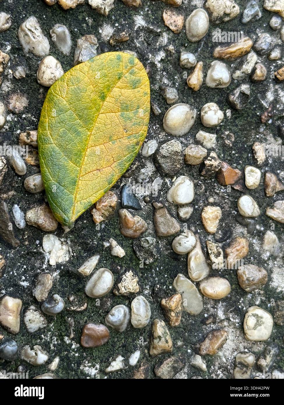 Gelbes Herbstblatt, das auf einem Hintergrund mit Kieselsteinstruktur ruht - Smartphone-aufgenommenes Stockfoto