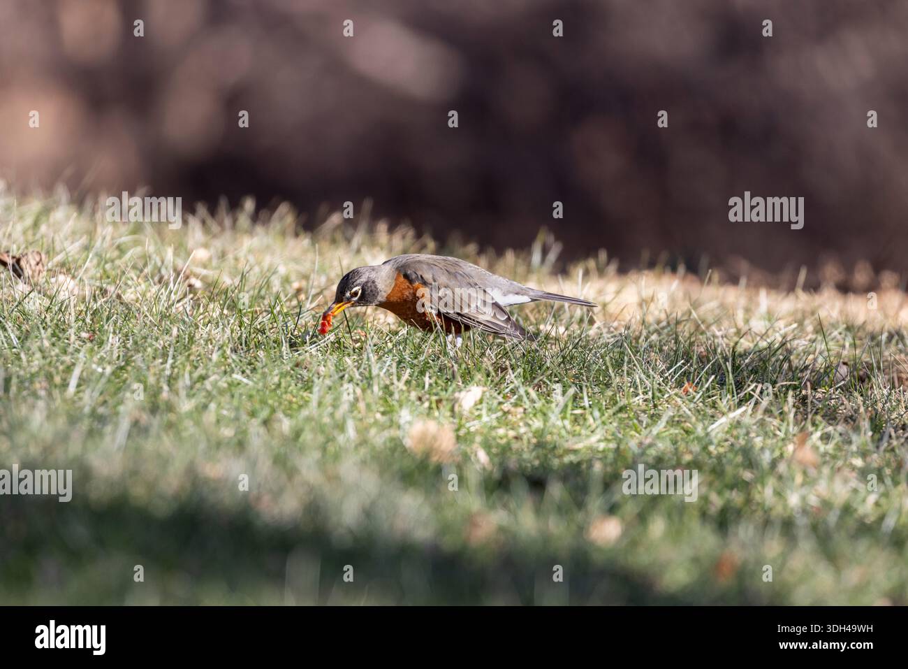 Amerikanischer rotkehlchen auf der Suche nach Gras. Stockfoto