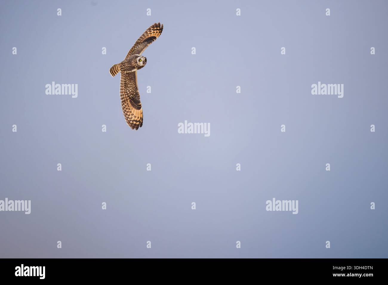 Ein kurzohriger Eulen, der mit weit geöffneten Flügeln über die Wüste fliegt. Eine große Eule fliegt durch die Luft. Der Himmel ist blau, Farbe. Eine große Eule fliegt Stockfoto