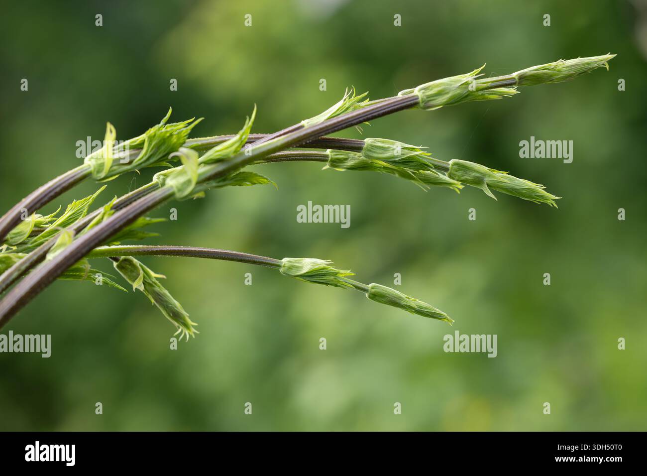 Neue, horizontal wachsende Humulus lupulus-Rebstöcke. Stockfoto