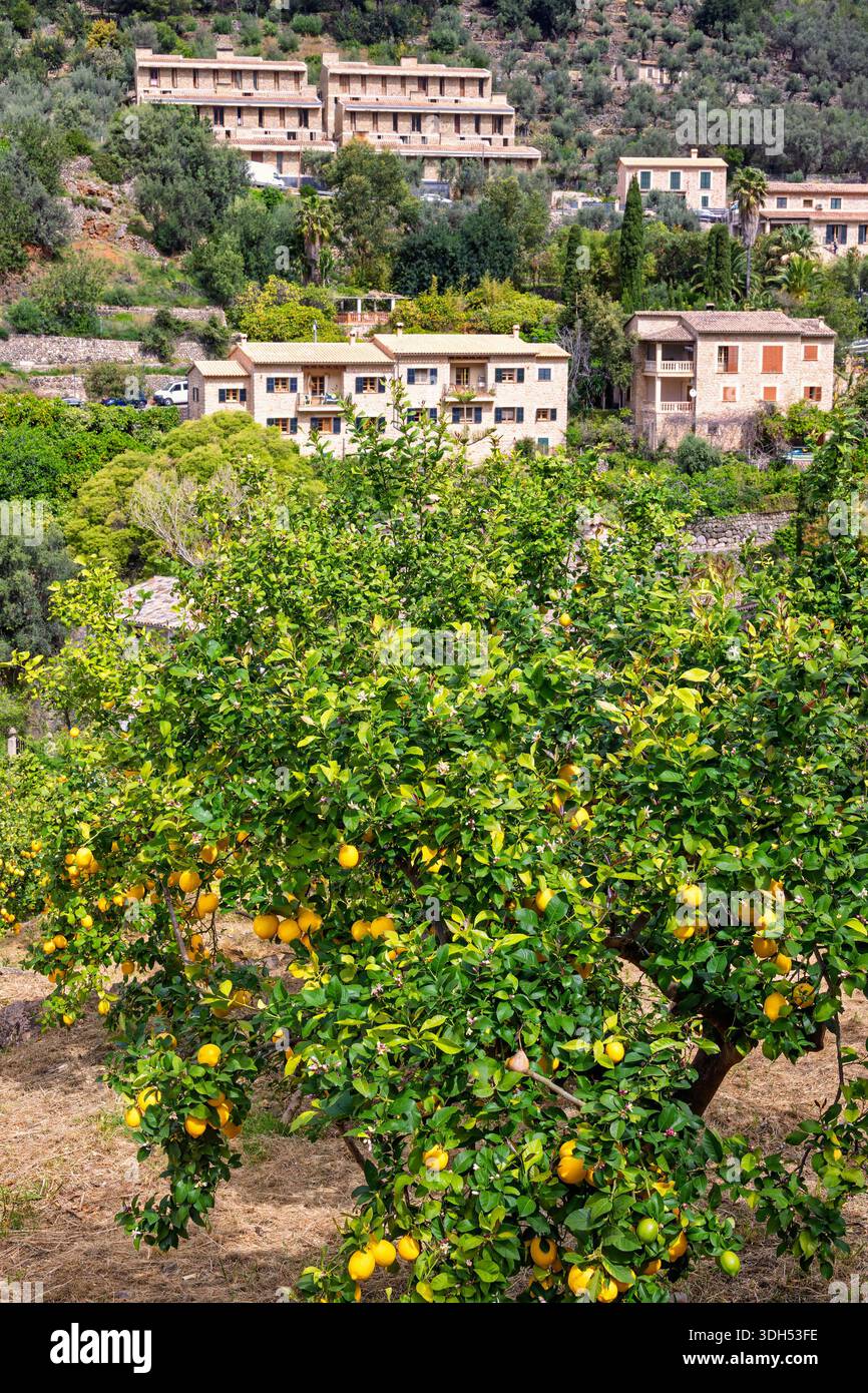 Zitronen in einem Obstgarten bei einem Dorf auf Mallorca Stockfoto