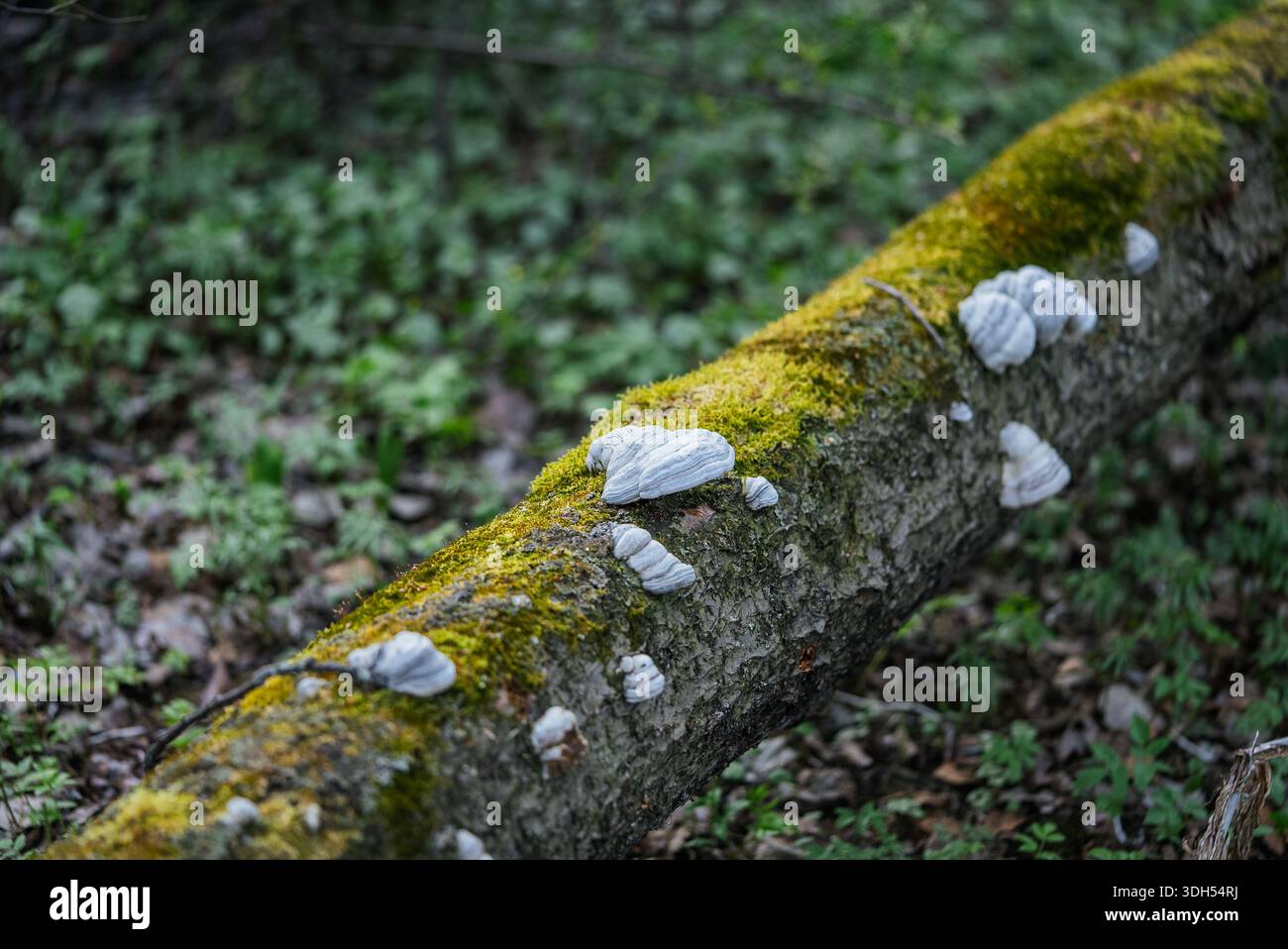Gefallener Baumstamm, bedeckt mit leuchtendem grünem Moos und weißen Pilzen, schafft eine faszinierende Szene der natürlichen Zersetzung und symbiotischen Beziehungen im Wald Stockfoto