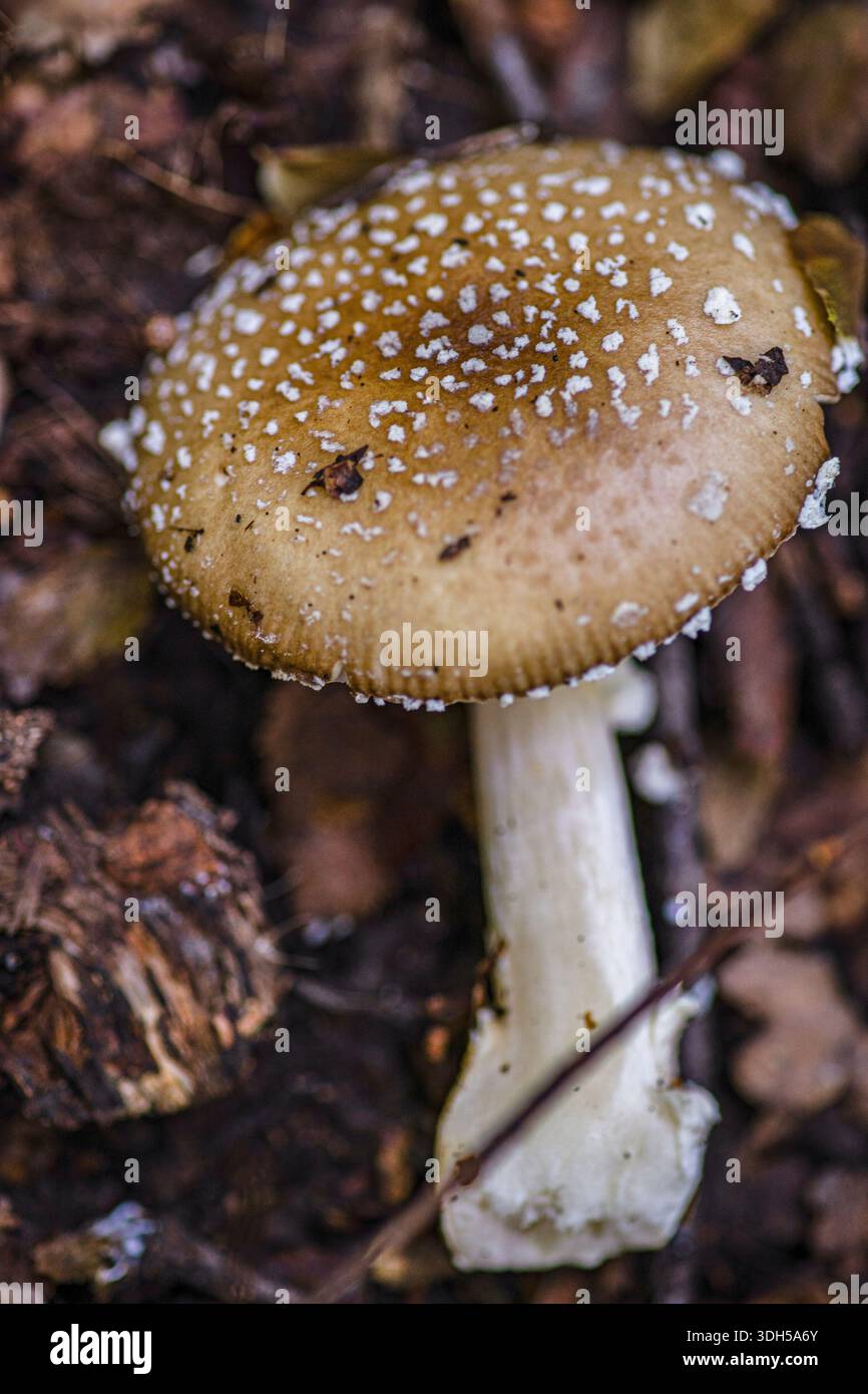 Schönheit eines wilden Pilzes in seinem natürlichen Lebensraum. Diese Nahaufnahme zeigt die detaillierte Textur und die einzigartigen Muster, die in Waldumgebungen zu finden sind. Stockfoto