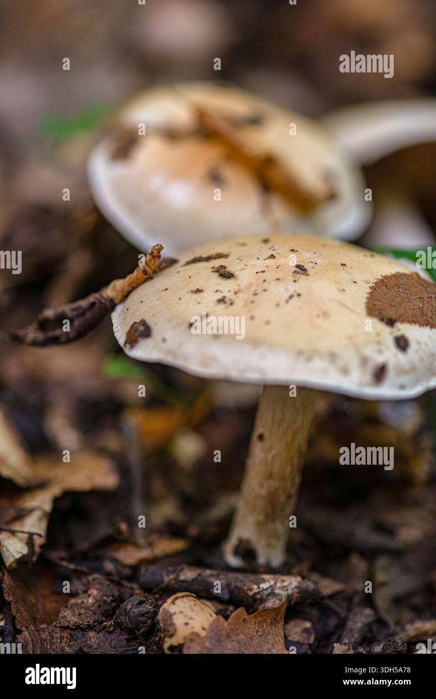 Pilzjagd in einer ruhigen Waldlandschaft. Dieses Bild zeigt erdige Pilze, eingebettet zwischen gefallenen Blättern und Ästen, und hebt ihre natürliche Wirkung hervor Stockfoto