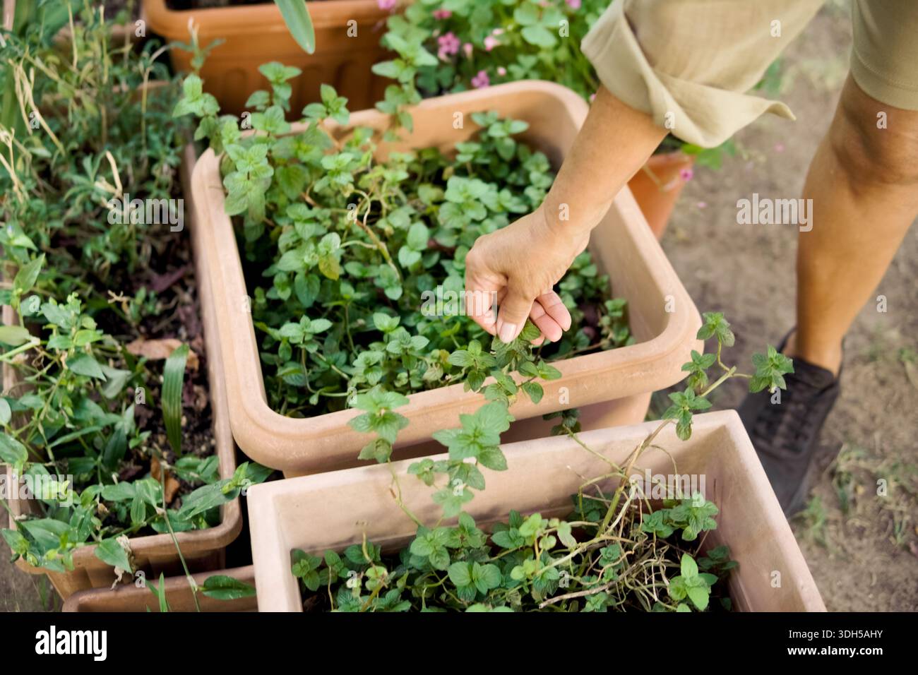Eine ältere Frau pflegt sorgfältig ihren blühenden städtischen Garten und pflegt grüne Pflanzen, die in großen, rechteckigen Behältern wachsen. Dieser Garten bietet Bot Stockfoto