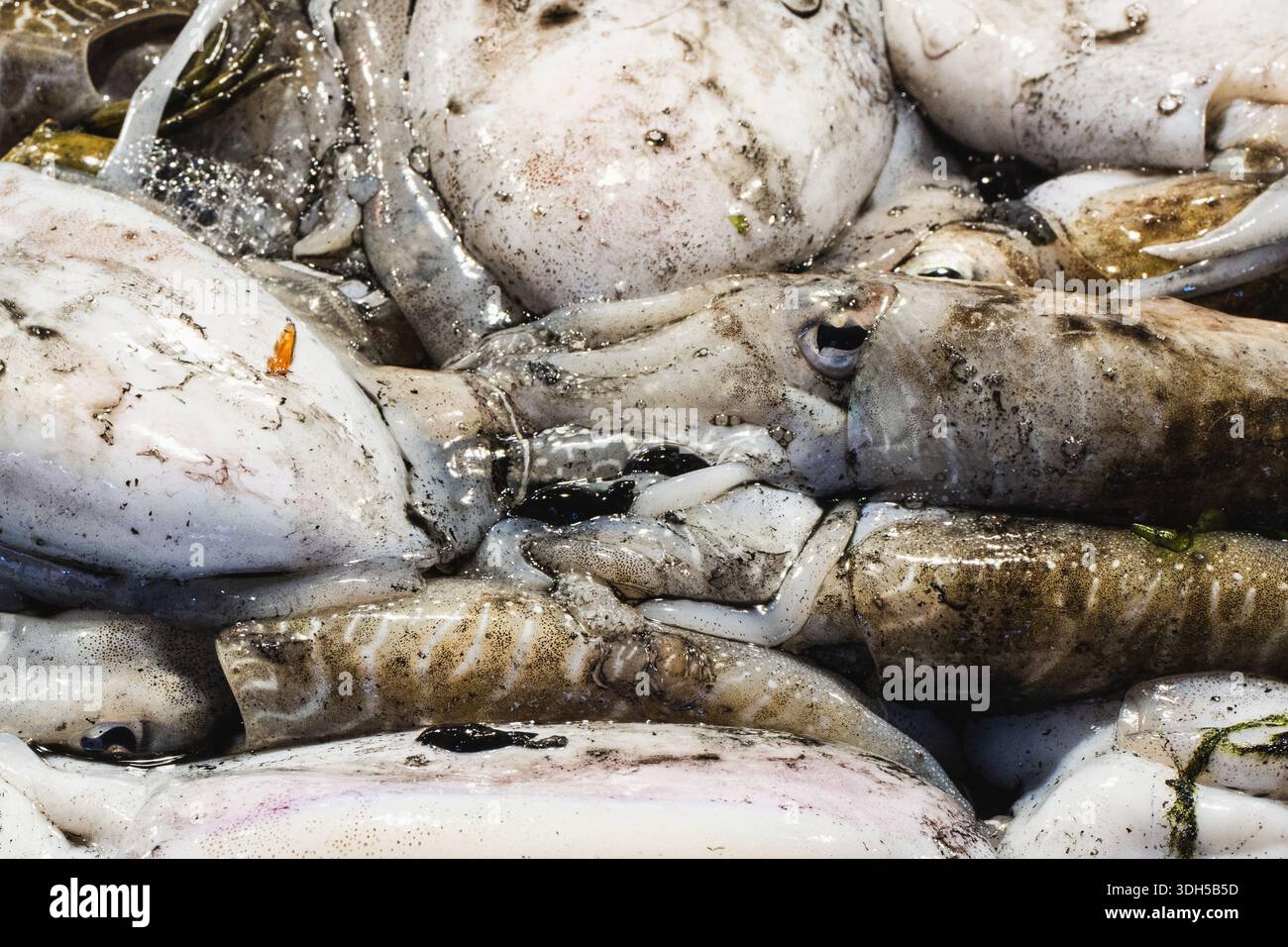 Nahaufnahme von frischem Tintenfisch, der auf nasser Oberfläche auf einem Meeresfrüchtemarkt zusammengestapelt ist. Die glänzende Haut der Tintenfische unterstreicht ihre Frische und spricht Meeresfrüchte an Stockfoto