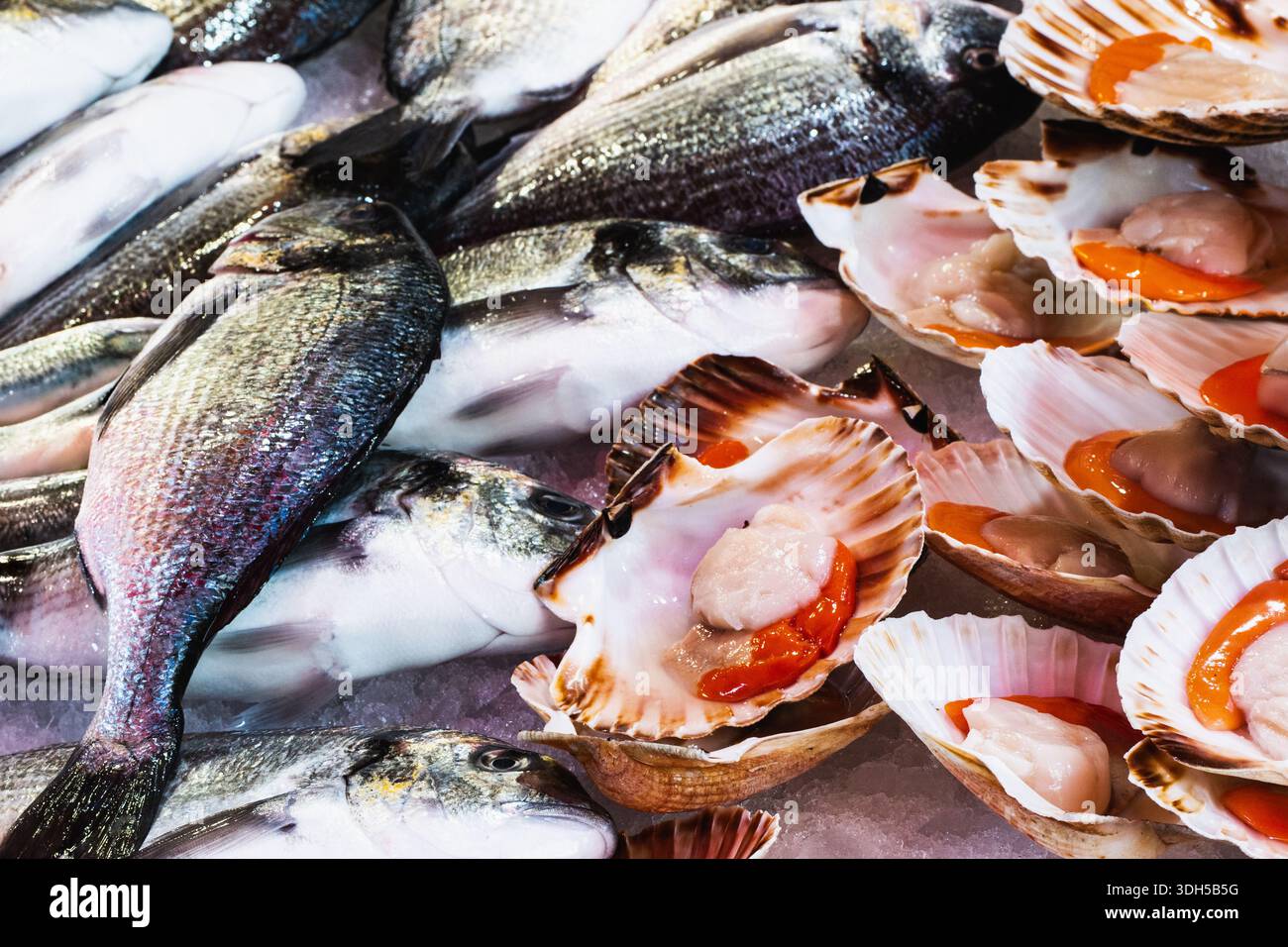 Eine lebendige Auswahl an frischen Meeresfrüchten mit ganzen Fischen und Jakobsmuscheln in ihren Muscheln auf Eis. Die Kulisse unterstreicht Frische und Kulinarik Stockfoto
