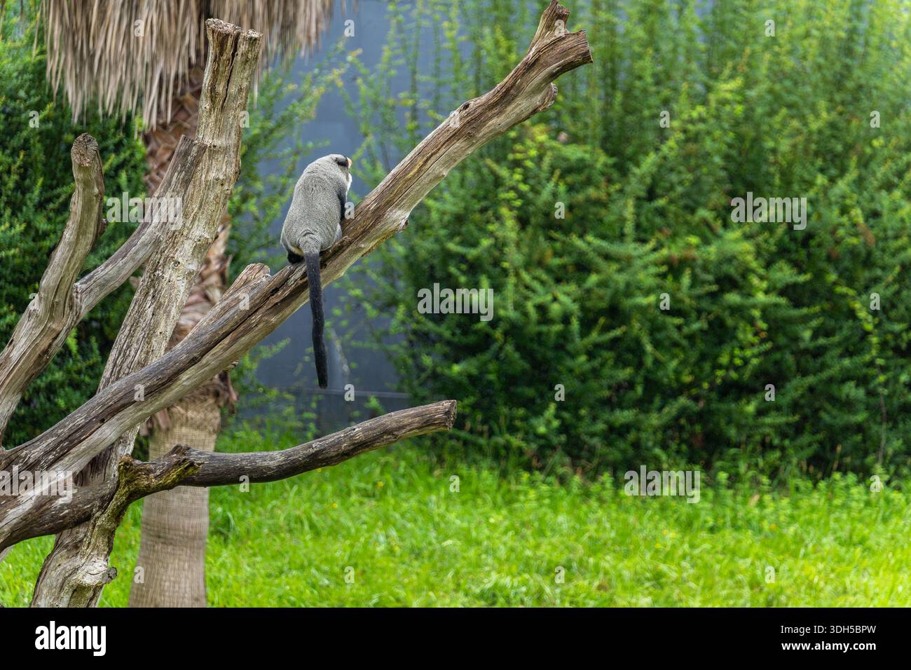 Ein einsamer Brazza-Affe sitzt anmutig auf einem Baumzweig, umgeben von üppigem Grün, und schafft eine ruhige Wildnis-Szene, die sein natürliches h hervorhebt Stockfoto