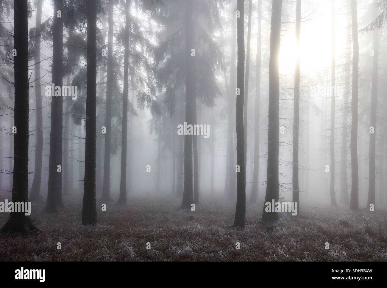 Nebligen Buchenwald am Berghang in einem Naturschutzgebiet. Stockfoto
