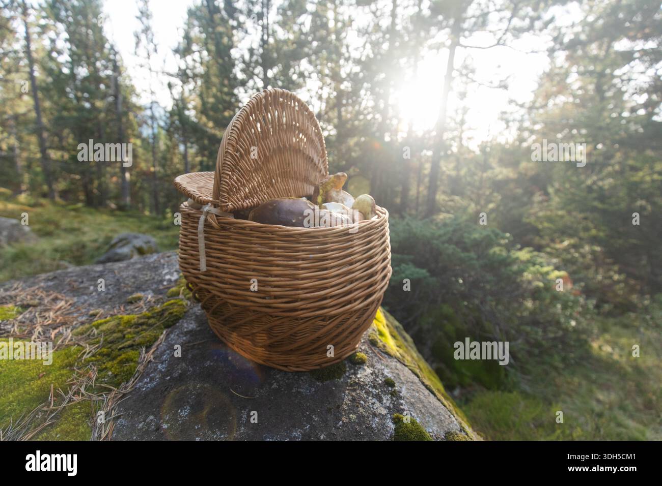Ein gewebter Korb mit wilden Pilzen sitzt auf einem moosbedeckten Felsen in einem ruhigen Wald. Sonnenlicht durchdringt Bäume und hebt die natürliche bea hervor Stockfoto