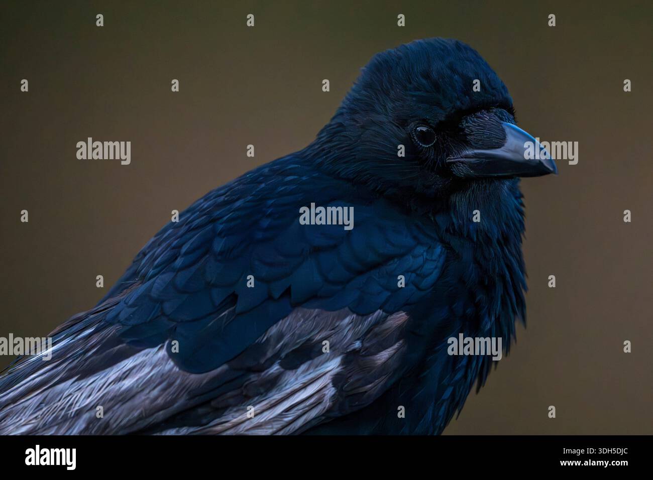 Turmporträt mit dunklem Hintergrund Stockfoto