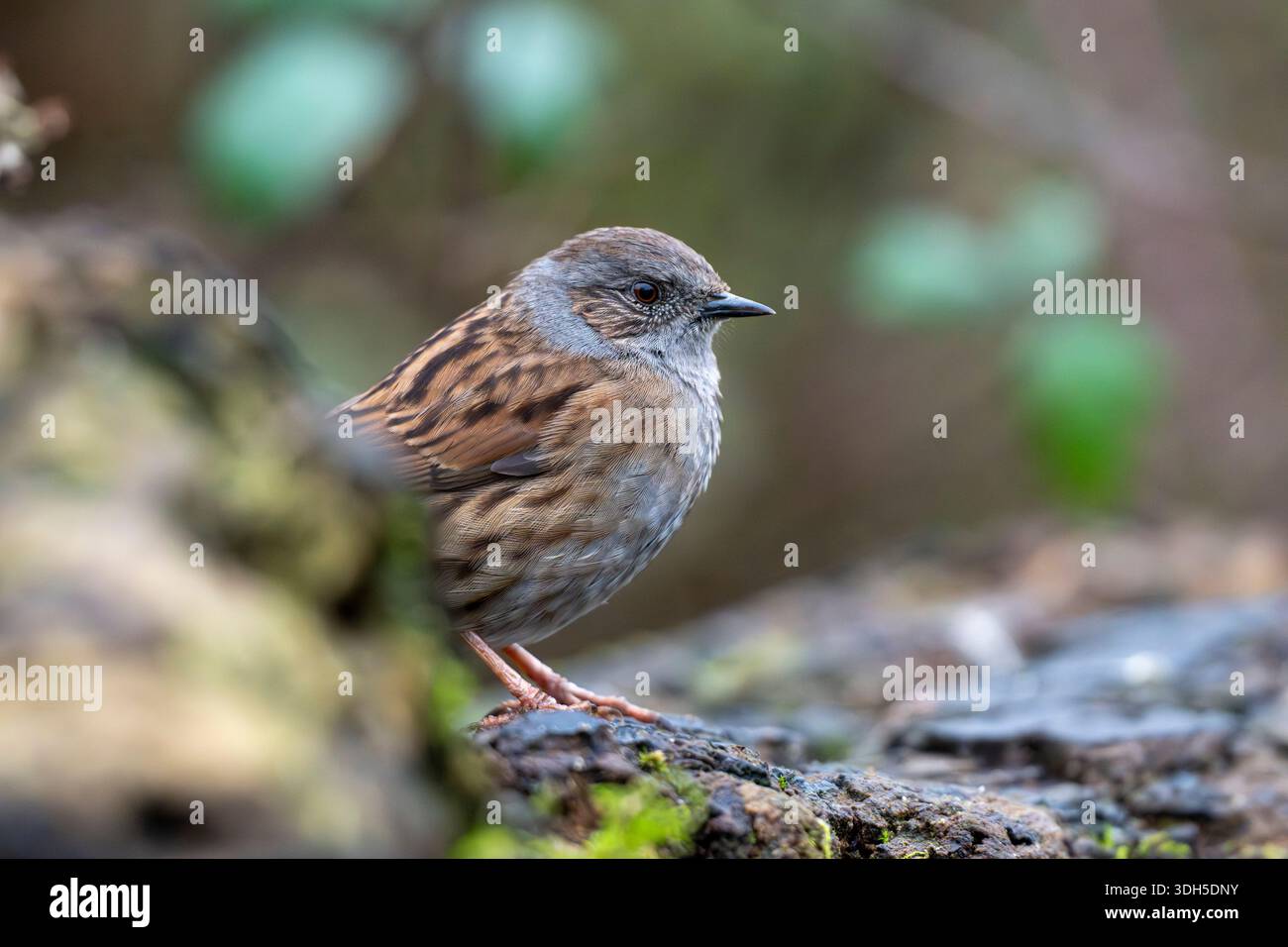 Dunnock taucht aus der felsigen Umgebung auf Stockfoto