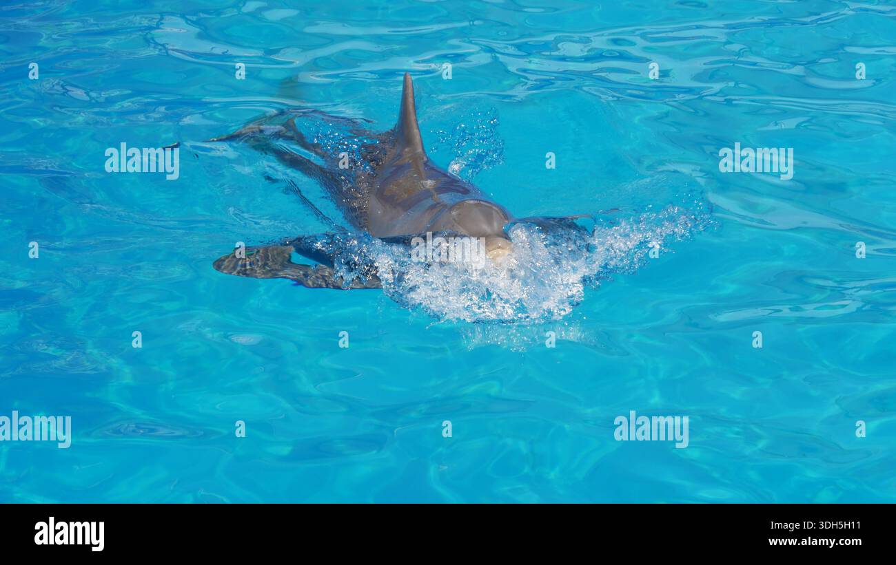 Verspielter großer Delfin, der im kristallblauen Wasser springt Stockfoto